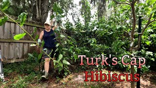 Turks Cap Prune Time Lapse  Southern Latitudes [upl. by Windham]