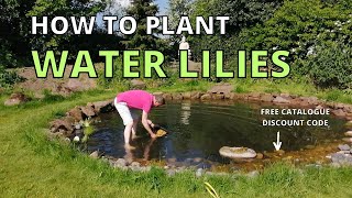 How to plant WATER LILIES in the WILDLIFE POND wildlife garden [upl. by Alfie]