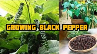 How to grow black pepper from seed  grow black pepper from right seeds [upl. by Labotsirhc]