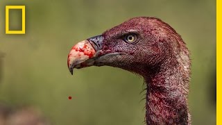 Vultures  Photographing the Antiheroes of Our Ecosystems  Exposure [upl. by Frey]