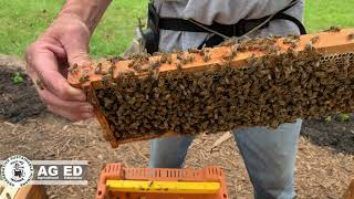 How to install a Bee NUC nucleus colony with Master Beekeeper Jody Moore ï½ MMNP AG ED [upl. by Aisat]