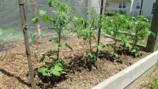 A Basic Determinate Tomato Weave Trellis Small Spaces  The Rusted Garden 2013 [upl. by Gerhard]