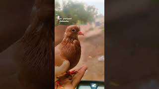 chicken funny dance pets g pigeon mdkabootarbazilovers [upl. by Kurzawa]