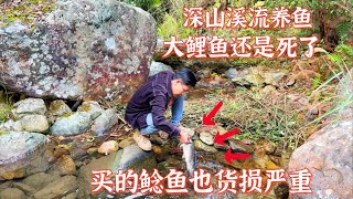 深山溪流养鱼第14天，水霉病大鲤鱼还是死了。买的鲶鱼也货损严重 [upl. by Bensky221]