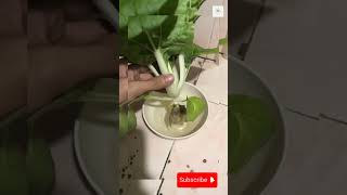 Hydroponically grown veggies last longer hydroponics satisfying gardening farmingtips shorts [upl. by Bulley530]