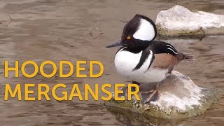 Hooded Merganser Freshwater Fan [upl. by Emmeram]