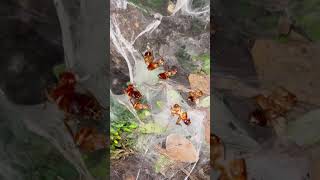 Baby TARANTULAs SWARM and SHARE Cockroach CARCASS  🪳 shorts [upl. by Onabru]