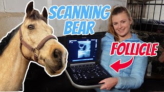 CAN BEAR HAVE BABIES  Her first scan before putting her in foal [upl. by Schou]