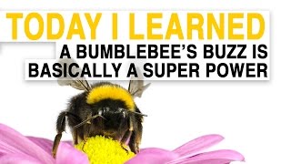 TIL A Bumblebees Buzz Is Basically a Superpower  Today I Learned [upl. by Atinrahs]