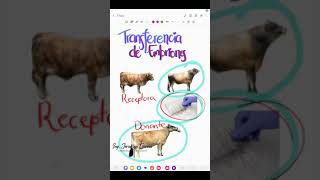 Diferencia entre Transferencia de embriones e inseminación artificial en bovinos vacas 🐮 [upl. by Niliram713]