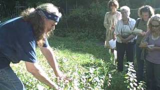 Motherwort  Identification [upl. by Neladgam]