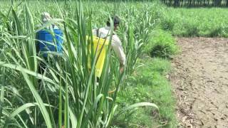 Herbicide in sugarcane [upl. by Irisa]