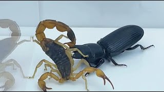 巨蝼步甲VS蝎子 东亚钳蝎PK巨蝼步甲 巨蝼步甲捕食 Carabidae VS scorpionscorpion PK Carabidae [upl. by Ailices]