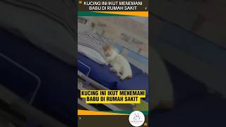 Menemani babu yang sakit sampai tertidur tentangkucing faktakucing kucinglucu kucing shorts [upl. by Chinua]