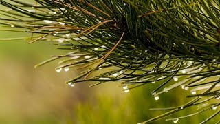 PLUIE A LA CAMPAGNE Pour se Détendre et Dormir Profondément  6 Heures 🎧 100 RELAX [upl. by Mackay]