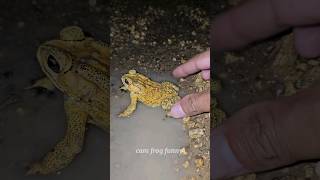 Funny catching froggy make you laugh  catch frogs for fun shorts [upl. by Spearing]