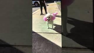 All groomed up fyp pets dog grooming doglife shorts shortsvideo [upl. by Seaden]