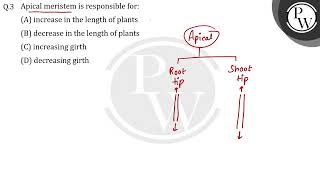 Apical meristem is responsible for [upl. by Inverson]