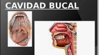 Cavidad Oral o Bucal Divisiones fundaméntales Lesiones de la cavidad oral [upl. by Ydoc]