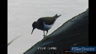 前は、あなた、そんなに臆病じゃなかったですよ？、などと、去年ここに来られていた「個体」と、混同してしまっていることに気付く（笑）。 [upl. by Roath]