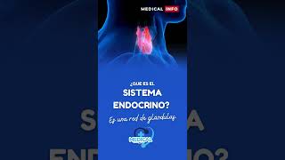 ¿Que es Sistema endocrino [upl. by Ynabla]