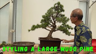 Styling A Large Mugo Pine [upl. by Clarisse132]