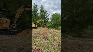 CAT 305 taking down Sweetgum excavator cat heavyequipment landclearing miniexcavator digging [upl. by Namsaj859]