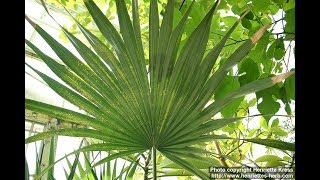 Serenoa Repens Beneficios para la Salud [upl. by Rothberg]