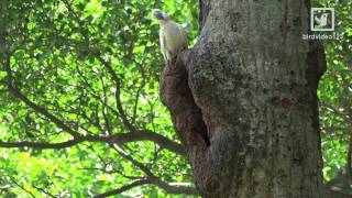 Yellowcrested Cockatoo Parents and Two Babies in Hong Kong [upl. by Laddy649]