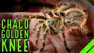 Chaco Golden Knee Tarantula Life of the Grammostola pulchripes [upl. by Jorie910]