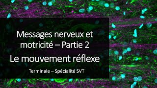 Cours Spé SVT Terminale  Le mouvement réflexe [upl. by Gherlein735]