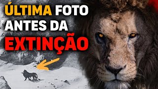 10 ÃšLTIMAS FOTOS de Animais Extintos [upl. by Barton]