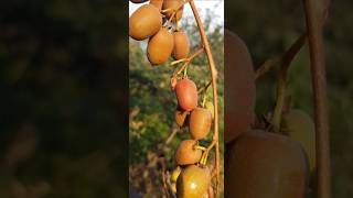 Актинидия мини Киви  Actinidia arguta actinidia актинидия сад garten растения pflanzen [upl. by Ennahoj]