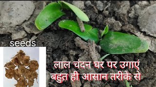 lal chandan grow from seeds at home [upl. by Gyasi493]