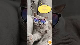 No Rent No Bills shorts cat catlover animals [upl. by Massimiliano457]