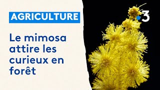 Le mimosa embellit les sentiers de randonnée du massif du Tanneron [upl. by Rovaert]