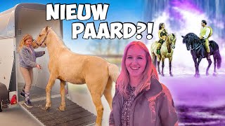 WAT DOET DIT NIEUWE PAARD OP STAL 🤩  ACHTER DE SCHERMEN BIJ PAARDENSHOW 110  Daphne draaft door [upl. by Natala]