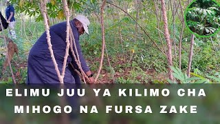 ELIMU JUU YA KILIMO CHA MIHOGO NA FURSA ZAKE [upl. by Araet785]