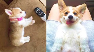 Funny and Cute corgi puppies videos compilation 2021❤ Cutest corgis Ever Part 4 [upl. by Arodnap]