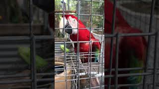 Macaw Parrot Likes Okra [upl. by Marena860]