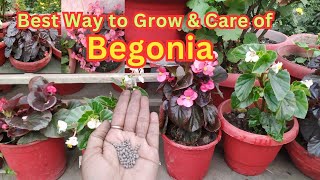 Complete Information About Begonia Plant  How To Grow And Propagate Begonia Cutting  begonia [upl. by Atiuqel]