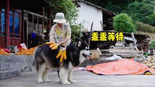 大王非要背着玉米串送爸爸想讨他欢心 Dawang insists on carrying corn for give away to Dad and want to make him happy [upl. by Augusta]