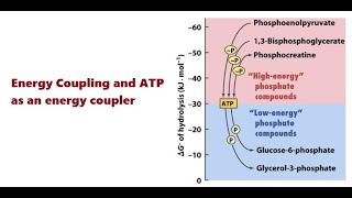 Bioenergetics and Free energy Lecture 3 [upl. by Kcirrad]