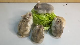 Cute Hamster Mother hamster and baby hamsters eat green vegetables [upl. by Errick864]