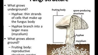 HYPHAE  singular Hypha AND MYCELIUM OF FUNGI [upl. by Fawcette395]