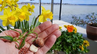 End of winter serenity on a boat  Growing sprouts  No Talking  Slow peaceful living amp Hygge [upl. by Ynafets253]