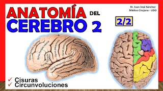 🥇 ANATOMÍA DEL CEREBRO 22 Telencéfalo ¡Explicación Sencilla [upl. by Znieh]