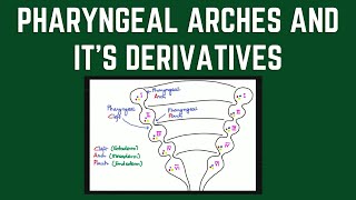 Pharyngeal Arches amp its Derivatives  Development of Pharyngeal Apparatus  Embryology [upl. by Ehctav]