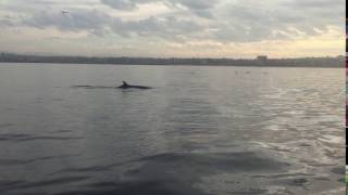 What a minke whale sounds like when it breathes [upl. by Restivo441]