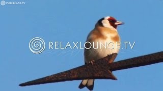 Naturvideos  Naturklänge Positive Musik zum träumen  HEIMISCHE VÖGEL [upl. by Eednam]